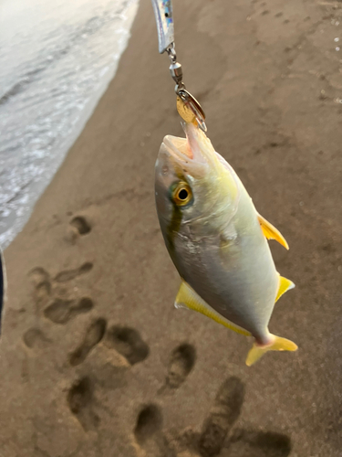 ツバスの釣果