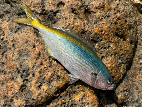 タカベの釣果