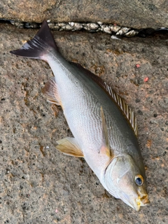 イサキの釣果