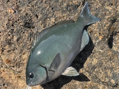 オナガグレの釣果