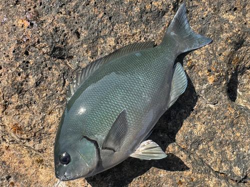 オナガグレの釣果