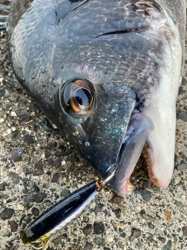 チヌの釣果