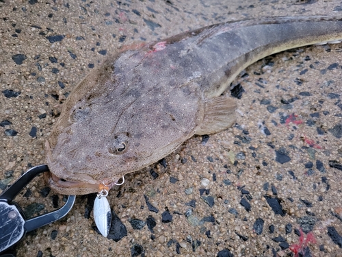 マゴチの釣果