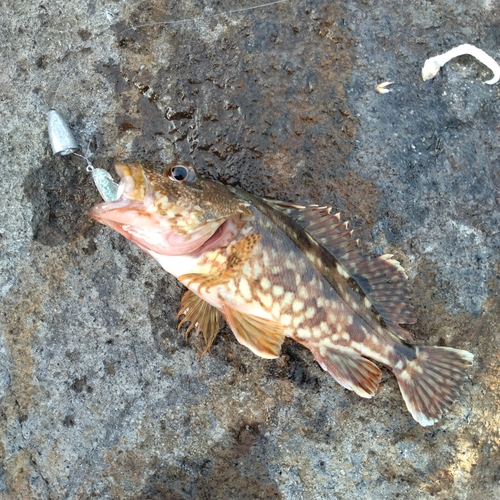 カサゴの釣果