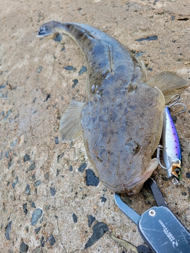 マゴチの釣果