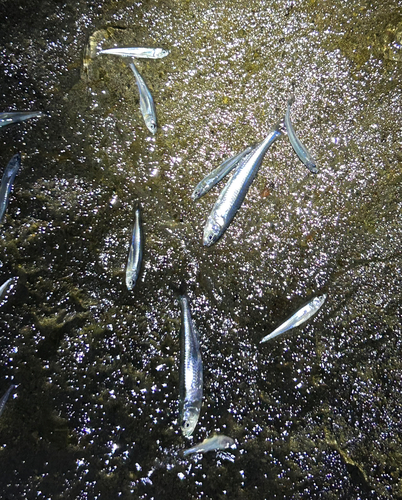 イワシの釣果