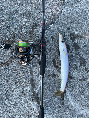 カマスの釣果