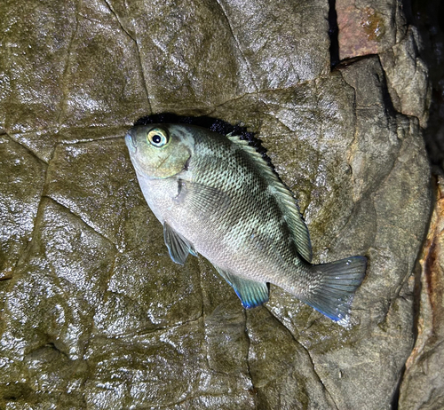 グレの釣果