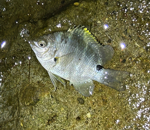 シマスズメダイの釣果