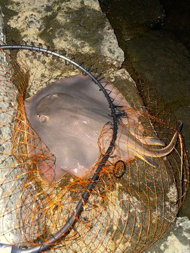 アカエイの釣果