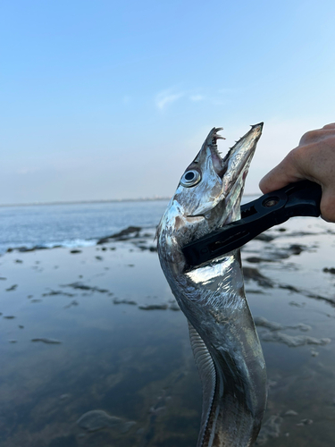 タチウオの釣果