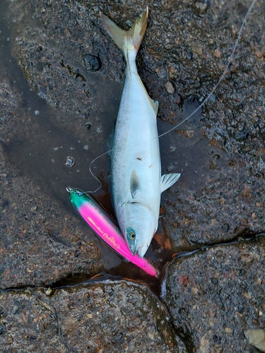 ツバスの釣果