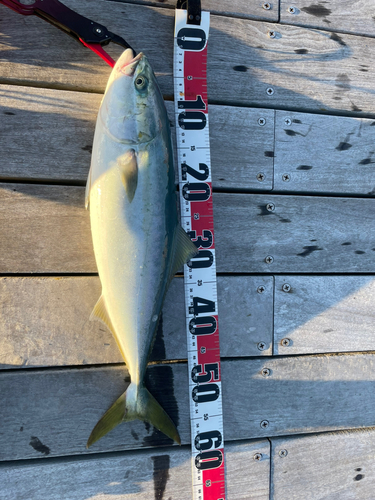 イナダの釣果