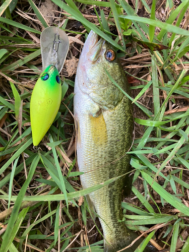 ラージマウスバスの釣果