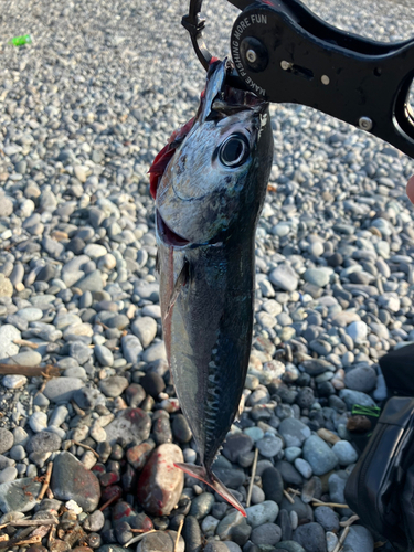 ソウダガツオの釣果