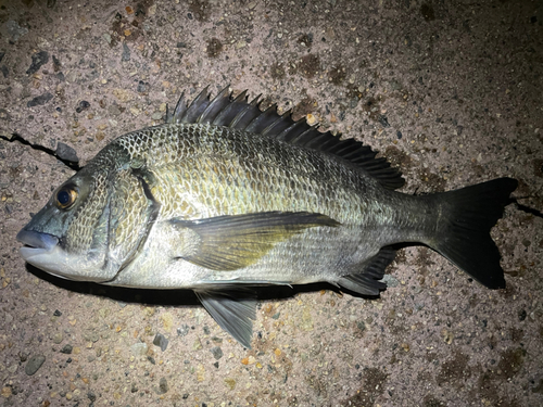 クロダイの釣果