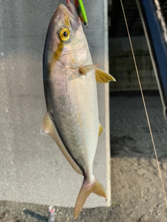 ショゴの釣果