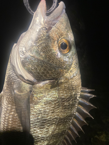 スズキの釣果