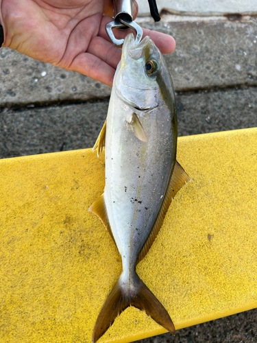 ショゴの釣果