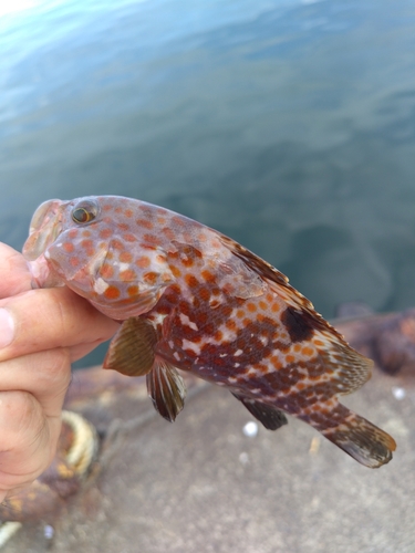 キジハタの釣果