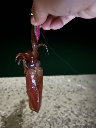 ケンサキイカの釣果