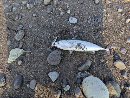 ソウダガツオの釣果