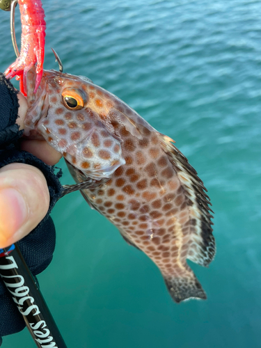 オオモンハタの釣果