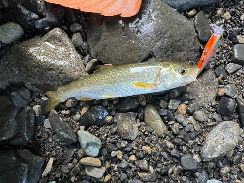 ウグイの釣果