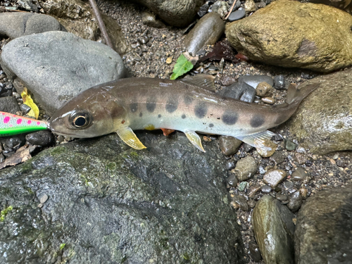 ヤマメの釣果