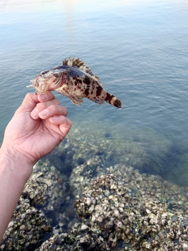 タケノコメバルの釣果