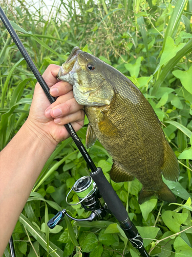 スモールマウスバスの釣果