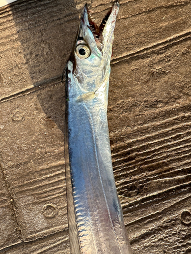 タチウオの釣果