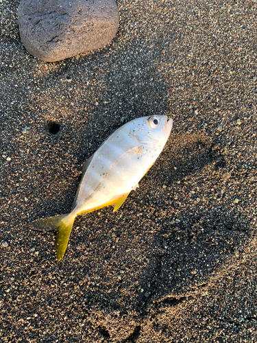 ギンガメアジの釣果