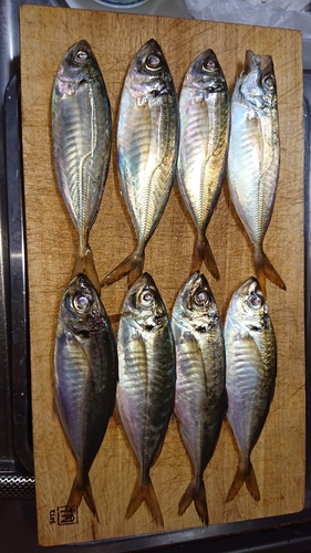 アジの釣果