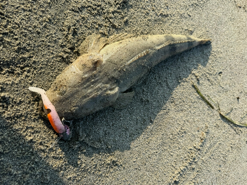 マゴチの釣果