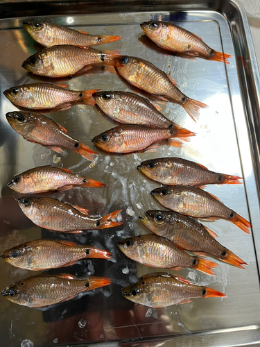 ネンブツダイの釣果