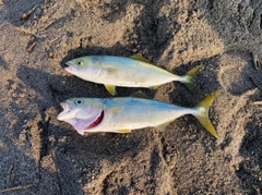 ワカシの釣果