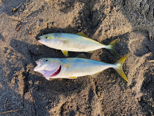 ワカシの釣果