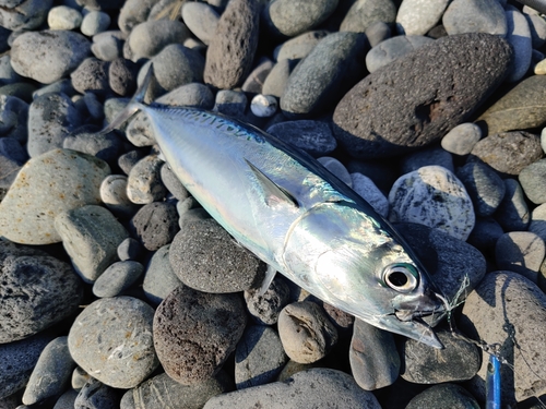 ソウダガツオの釣果