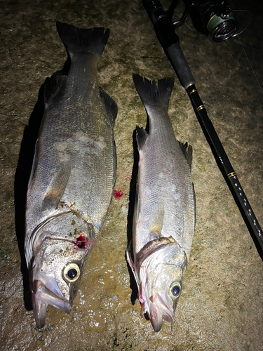 セイゴ（ヒラスズキ）の釣果