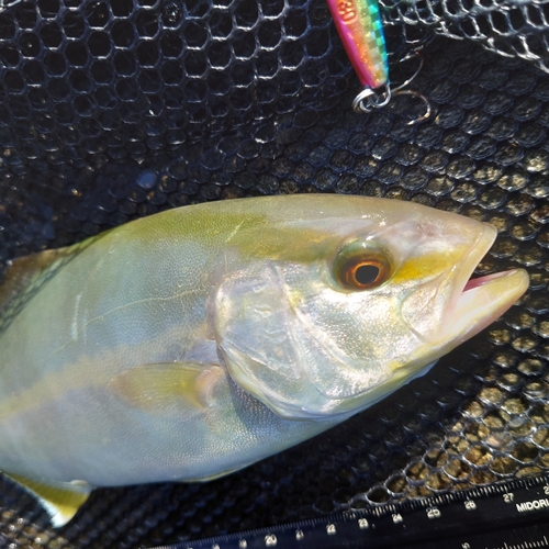 ショゴの釣果