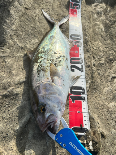 カンパチの釣果