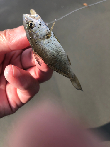 コノシロの釣果