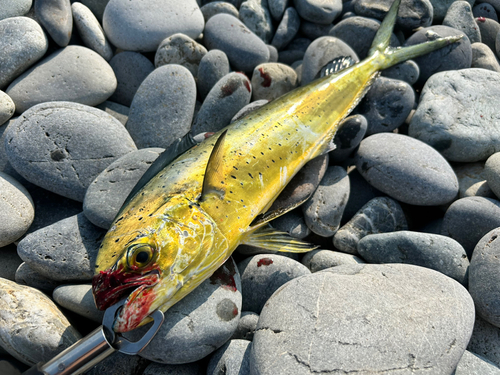 シイラの釣果