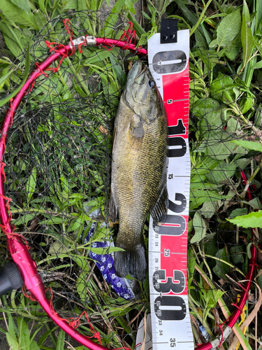 スモールマウスバスの釣果