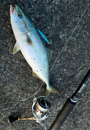 イナダの釣果