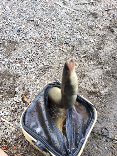 ウナギの釣果