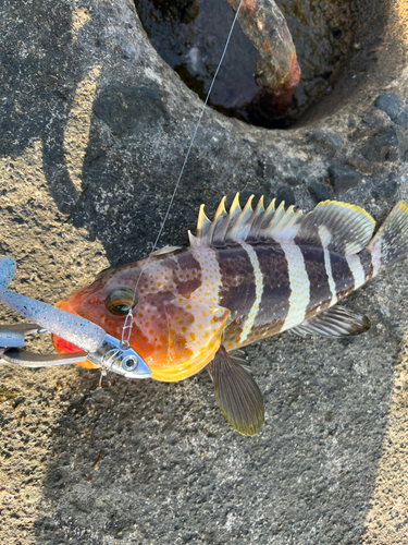 アオハタの釣果