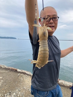 シャコの釣果