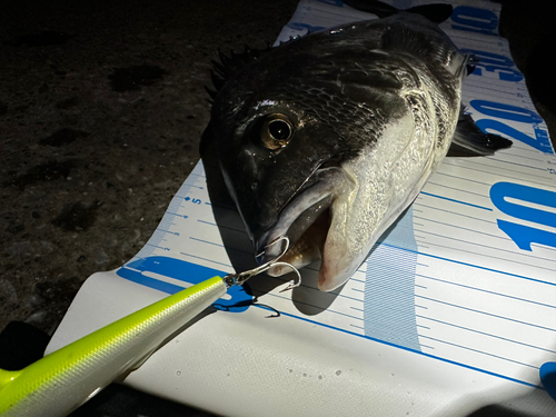 クロダイの釣果